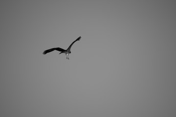 bird