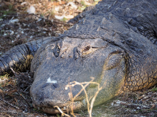 Face of a Large Alligator