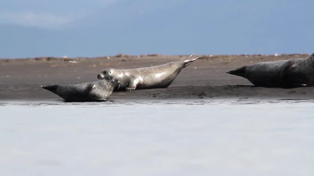 Iceland Seals on the shore Beautiful steady shot of seals and arctic tern birds on the shore in Iceland
