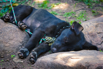 Fototapeta premium Black street dog