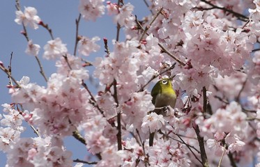 彼岸桜にメジロ来る