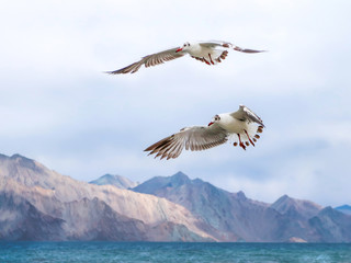 Brown headed gull flying off at Pangong Lake or Pangong Tso, Ladakh, India.