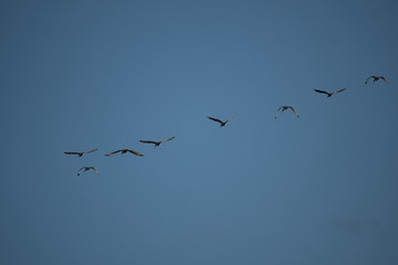 birds