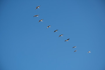 birds