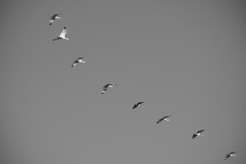 birds