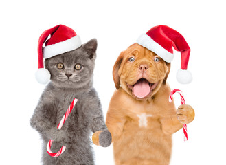 Funny pets in red christmas hats with candy canes. isolated on white background