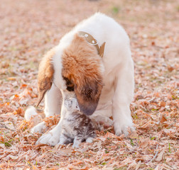 St. Bernard puppy sniffs kitten in autumn park