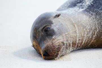 Portrait of Galapagos sea lion lying on the beach at Gardner Bay, Espanola Island, Galapagos National park, Ecuador