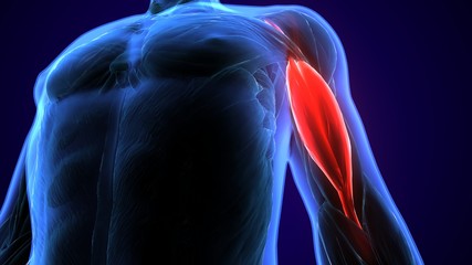 Fototapeta premium 3d illustration of medically accurate muscle illustration of the biceps brachii long head 