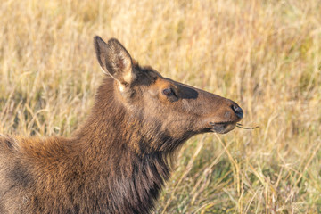 Female Elk 