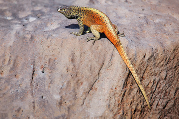 Male Hood lava lizard on Espanola Island, Galapagos National park, Ecuador