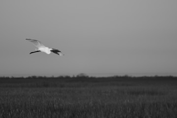 bird