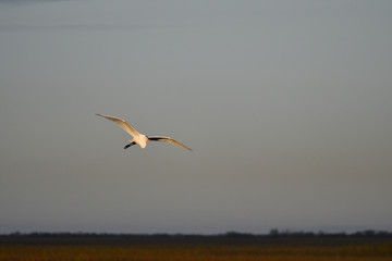 bird