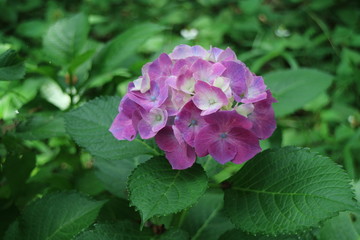 Fototapeta premium あじさい