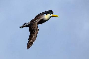 Waved albatross in flight on Espanola Island, Galapagos National park, Ecuador