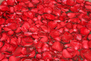 Petals of roses