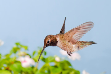 Black-chinned hummingbird feeding