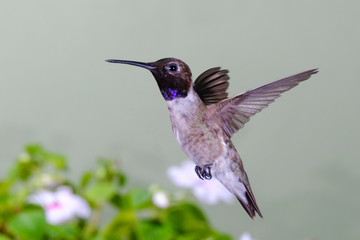 Black-chinned male hummingbird frozen in flight