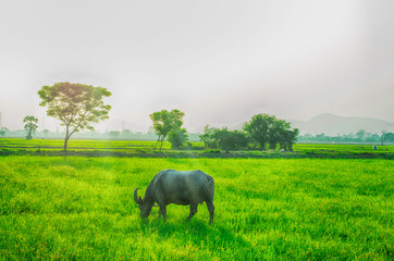 Fototapeta premium Buffalo animal on farmland with sunlights on evening time backgrounds on countyside, Thailand