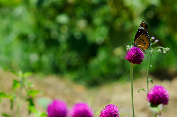Orange butterfly and pink flower with green bokhe lights on nature backgrounds