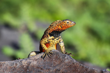 Obraz premium Male Hood lava lizard on Espanola Island, Galapagos National park, Ecuador