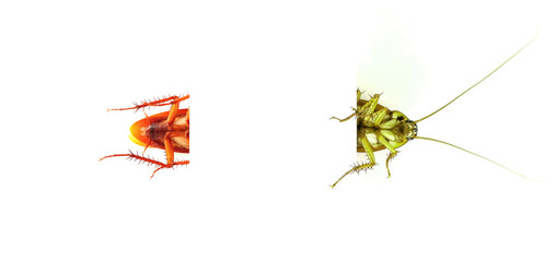 Cockroaches and white background design.