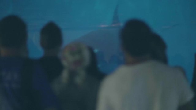 People watching to killer whale swimming in oceanarium. Wild sea animal in zoo