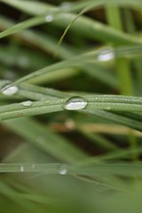 Obraz premium Dew on a blade of grass