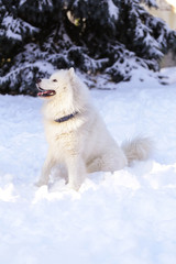 Beautiful dog Samoyed in the forest in the park on the snow
