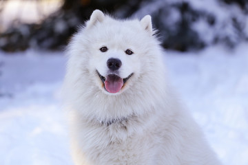 Beautiful dog Samoyed in the forest in the park on the snow