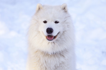 Obraz premium Beautiful dog Samoyed in the forest in the park on the snow