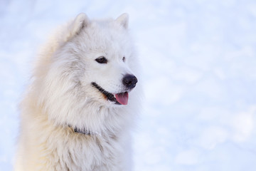 Beautiful dog Samoyed in the forest in the park on the snow