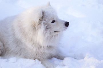 Obraz premium Beautiful dog Samoyed in the forest in the park on the snow
