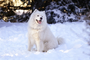 Beautiful dog Samoyed in the forest in the park on the snow