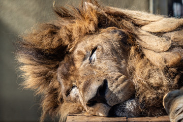 Naklejka premium 眠るライオンのアップ