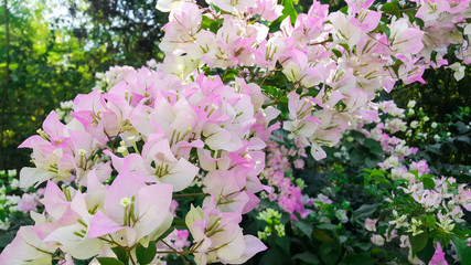 Cloed up image of spring white and purple  Bougainvillea flowers with green leaf, abstract soft floral background