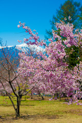 Cherry Blossom in Shinano-Omachi, Japan. April in Japan is very popular about Sakura Cherry Blossom.
