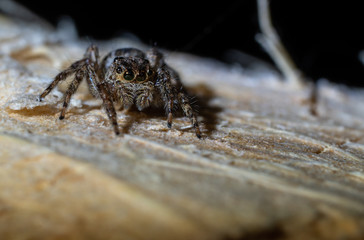 Spider on the wooden