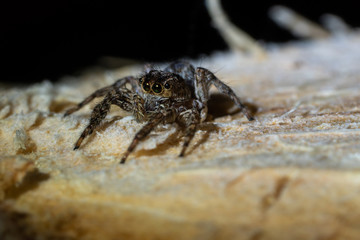 Spider on the wooden