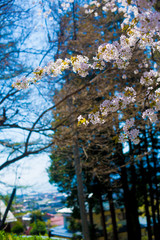 Cherry Blossom in Shinano-Omachi, Japan. April in Japan is very popular about Sakura Cherry Blossom.