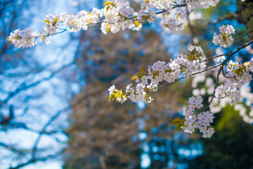 Cherry Blossom in Shinano-Omachi, Japan. April in Japan is very popular about Sakura Cherry Blossom.