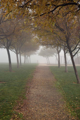 Between the trees in the fog