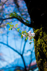 Cherry Blossom in Shinano-Omachi, Japan. April in Japan is very popular about Sakura Cherry Blossom.