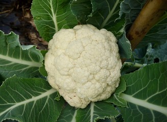 畑のカリフラワー