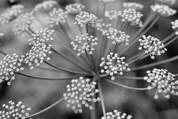 Fototapeta premium Czarno-białe zdjęcie kwiatostanu. Koper włoski złożony. Koper (łac. Anethum) to monotypowy rodzaj krótkotrwałych jednorocznych roślin zielnych z rodziny parasolowatych. Zbliżenie rośliny.
