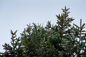 Christmas tree in the forest against the blue sky. Snow on the Christmas tree. Preparing for the celebration of Christmas and New Year.