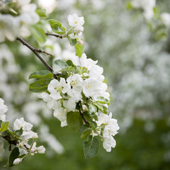 Closeup of a blooming apple tree in the park. White flowers of apple trees in the garden. Spring in the city park.