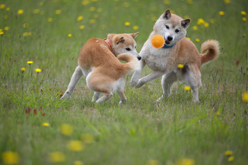 野原で遊ぶ柴犬