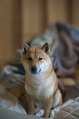 早起きした柴犬