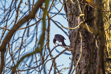 Birds in tree with blue sky